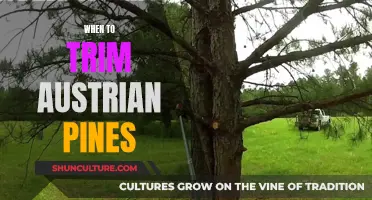 Trimming Austrian Pines: Best Time for a Healthy Tree