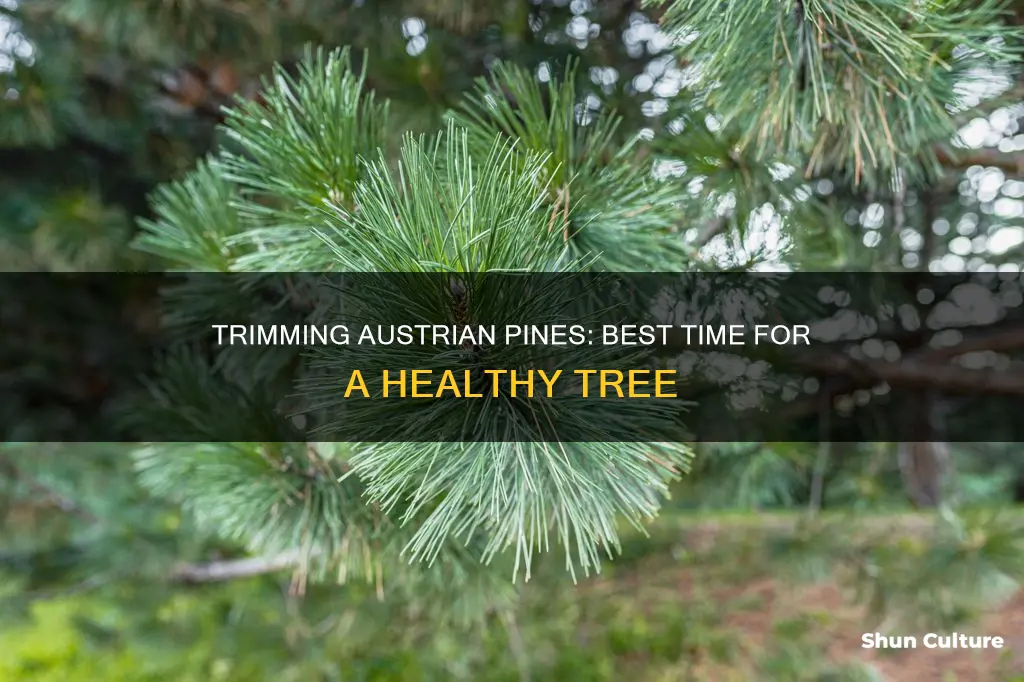 when to trim austrian pines