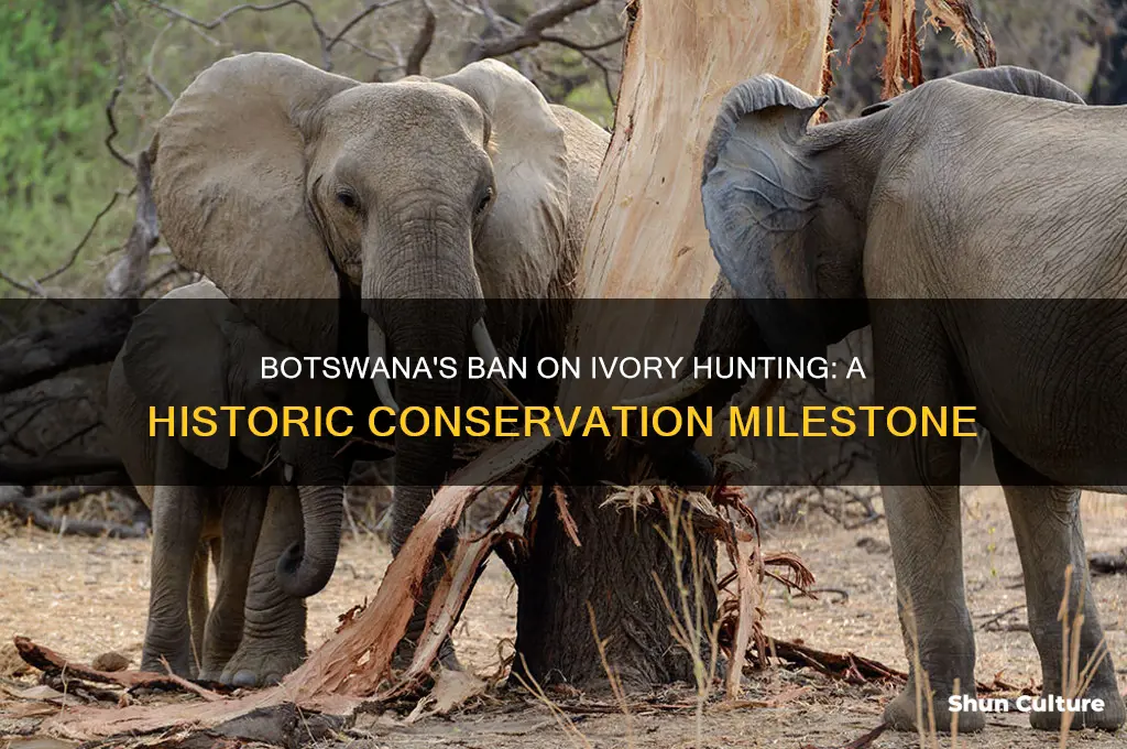 when was ivory hunting banned in botswana