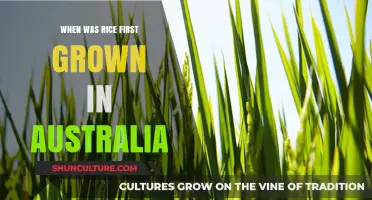 Exploring Australia's Rice Origins: When Cultivation First Began