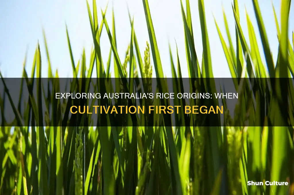 when was rice first grown in australia