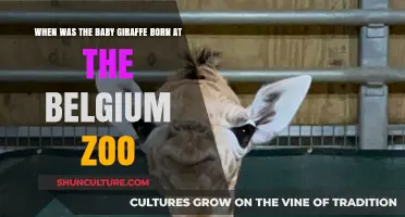 New Arrival at the Belgium Zoo: Baby Giraffe's Birth Story