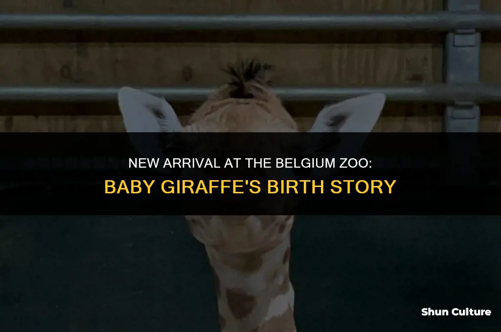 when was the baby giraffe born at the belgium zoo