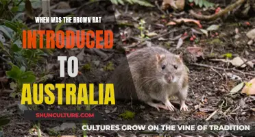 Brown Rats: Australia's Unwanted Guests