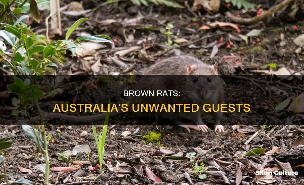 when was the brown rat introduced to australia