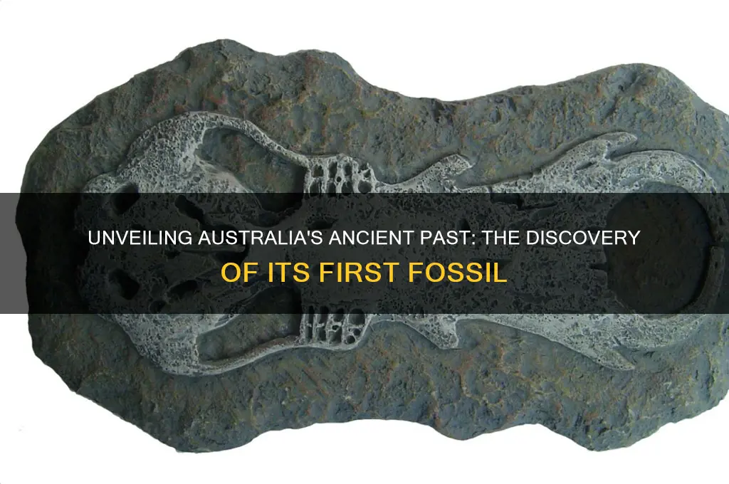 when was the first fossil found in australia