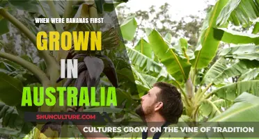 The Surprising History of Bananas in Australia: Origins Explored