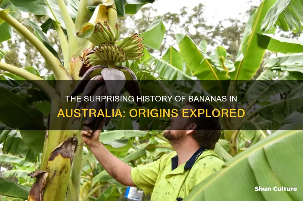 when were bananas first grown in australia