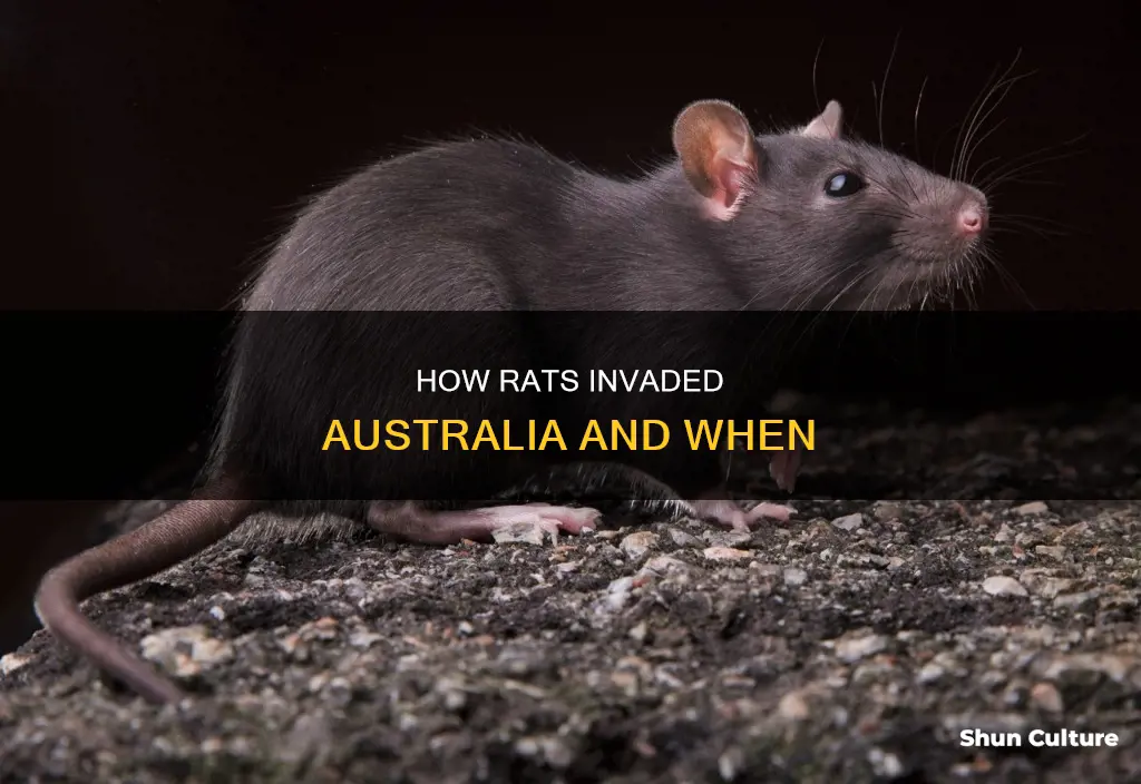 when were rats introduced to australia