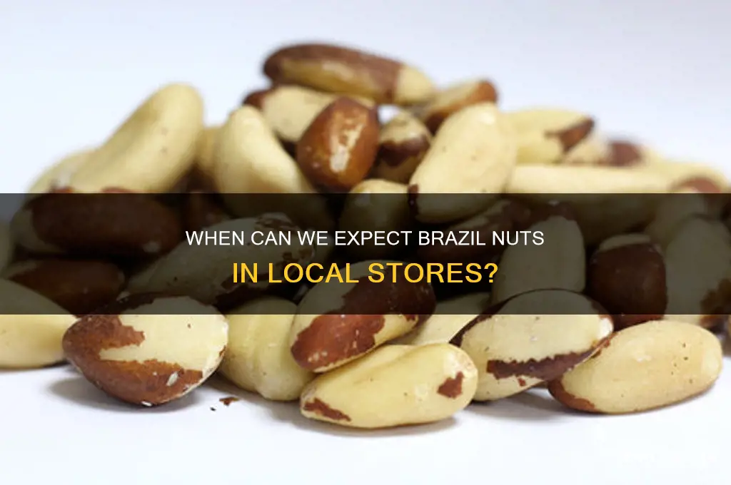 when will brazil nuts be sold in stores