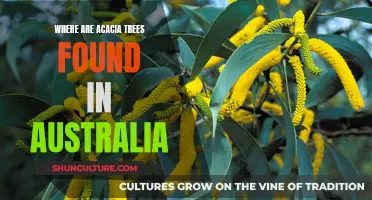 Acacia Trees: Australia's Natural Habitat and Beauty