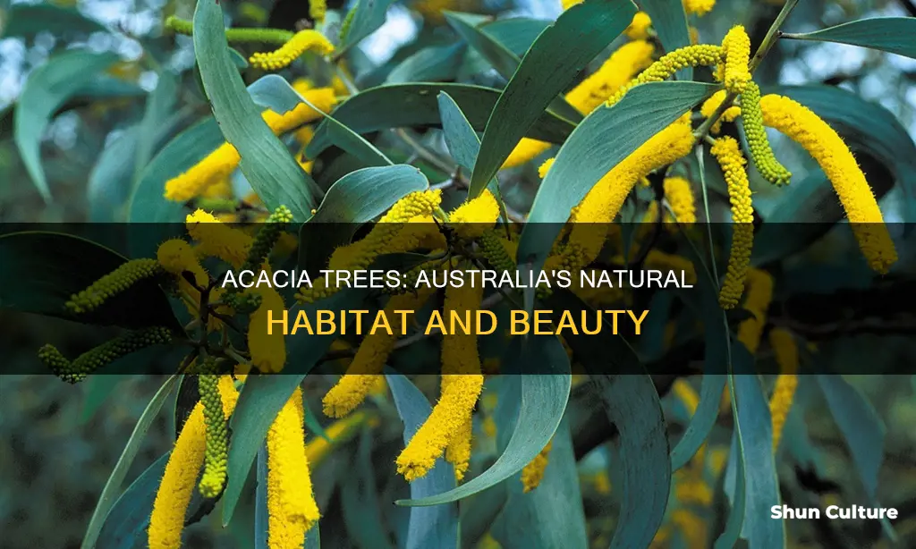 where are acacia trees found in australia