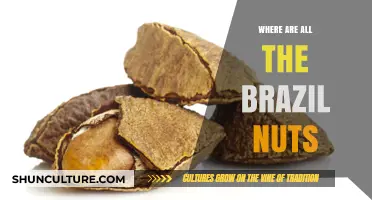 Where Have All the Brazil Nuts Gone? Exploring the Disappearing Harvest