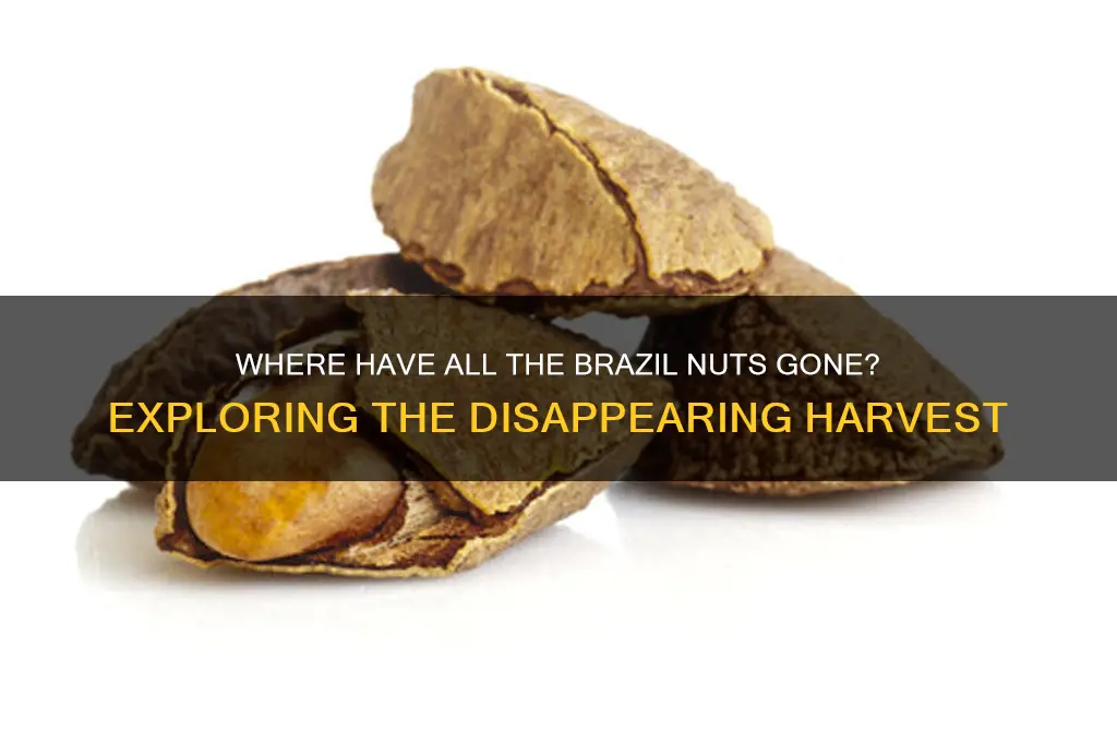 where are all the brazil nuts