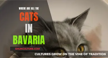 Exploring Bavaria's Cat Population: A Feline Mystery