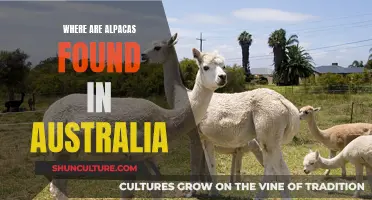 Alpacas Down Under: Exploring Australia's Alpaca Habitat