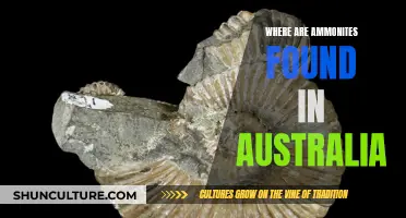 Ammonite Hunting in Australia: Where to Find Them
