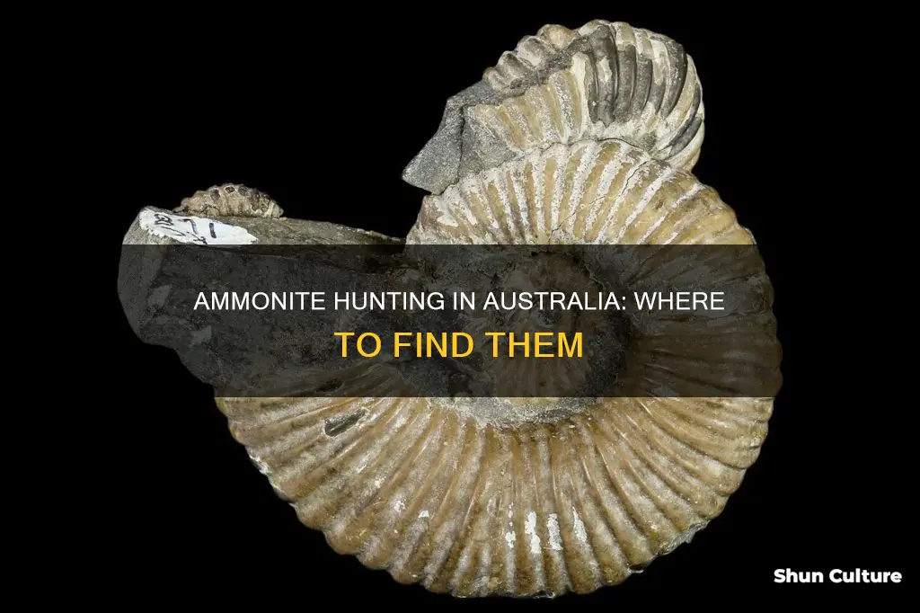 where are ammonites found in australia