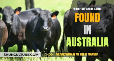 Angus Cattle: Australia's Top Regions for Premium Beef