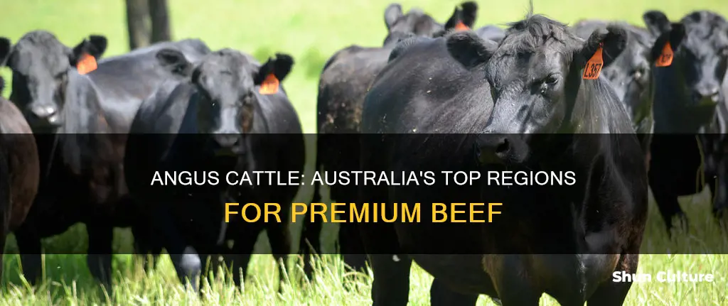 where are angus cattle found in australia