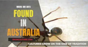 Ants in Australia: Their Habitat and Distribution