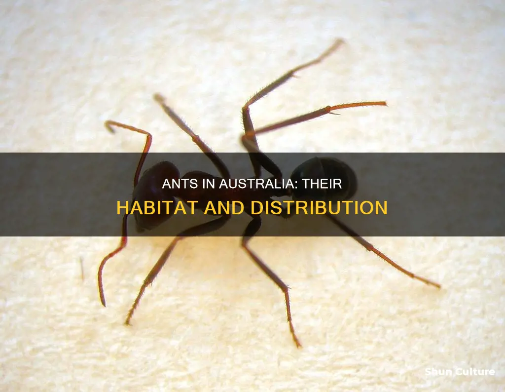 where are ants found in australia