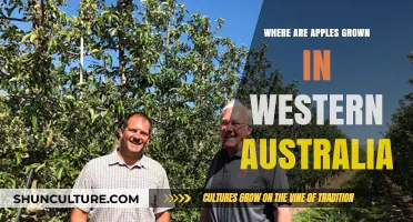 WA's Apple Orchards: Where Are They?