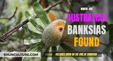 Banksias: Australia's Unique Flora Found in Abundance
