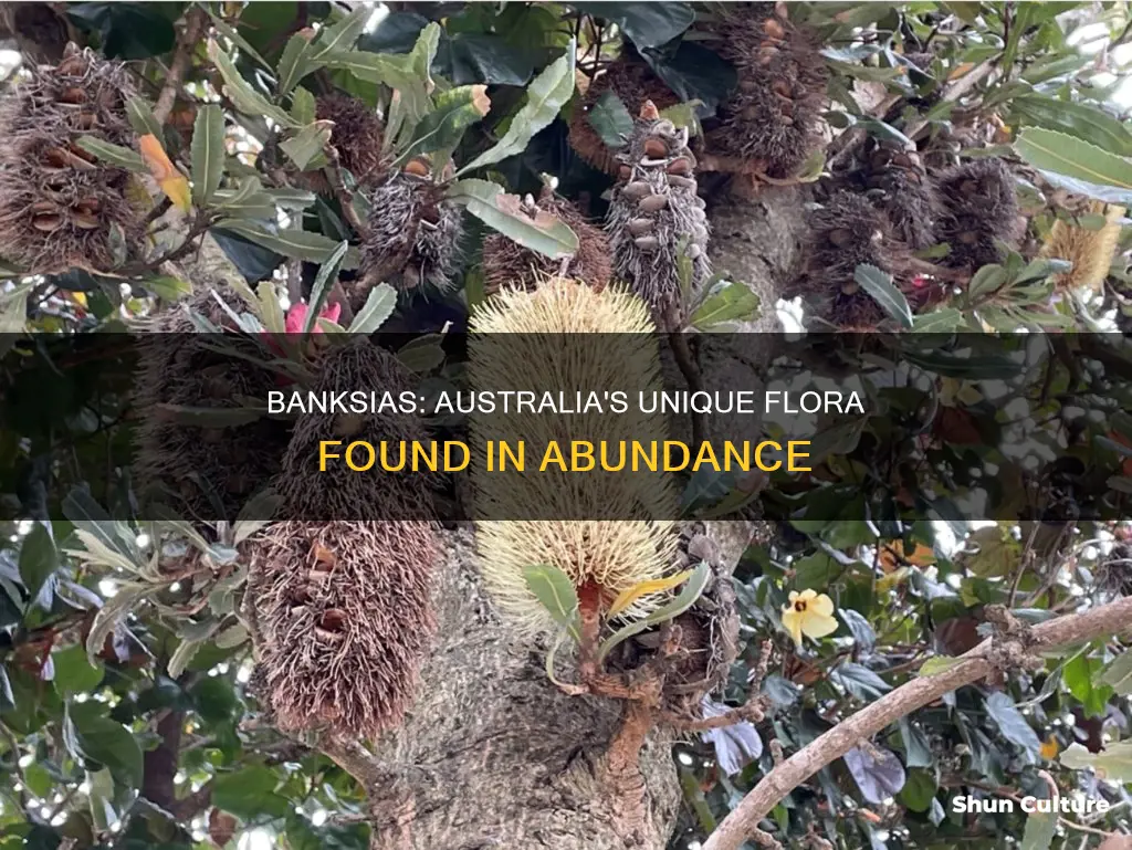 where are australian banksias found