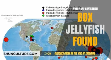 Australian Box Jellyfish: Where They Thrive and Survive