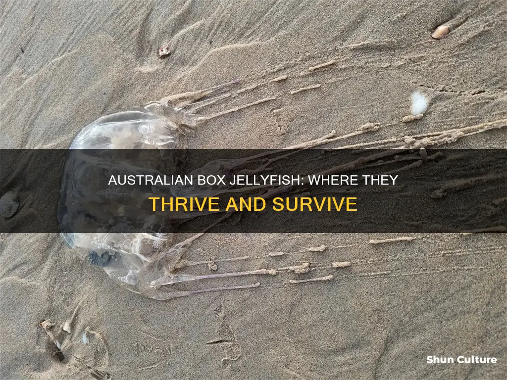 where are australian box jellyfish found