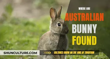 Australian Bunnies: Their Natural Habitat and Locations