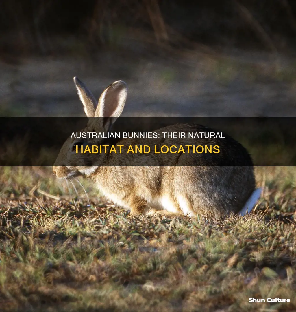 where are australian bunny found