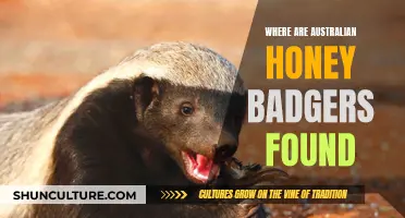 Honey Badger Habitat: Exploring Australia's Wild Regions
