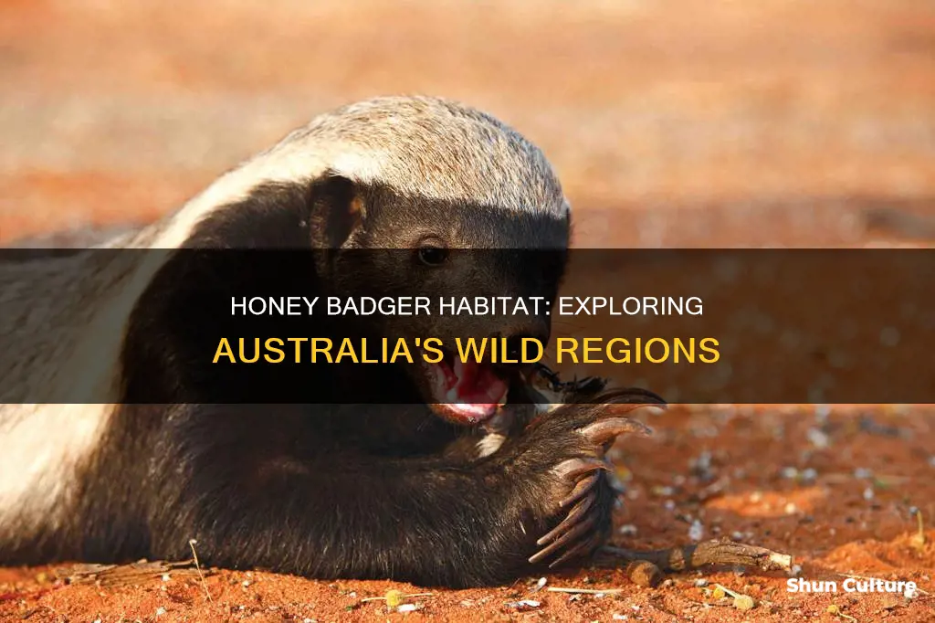 where are australian honey badgers found