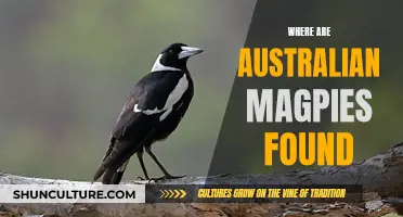 Australian Magpies: Their Unique Habitat and Locations