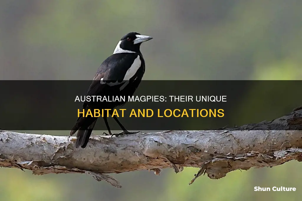 where are australian magpies found