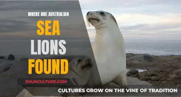 Australian Sea Lions: Where Are They Found?