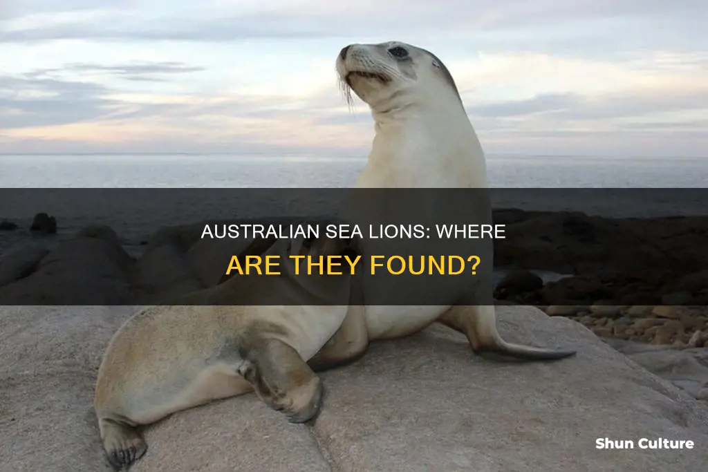 where are australian sea lions found