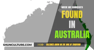 Bandicoots' Natural Habitat: Exploring Australia's Wildlife
