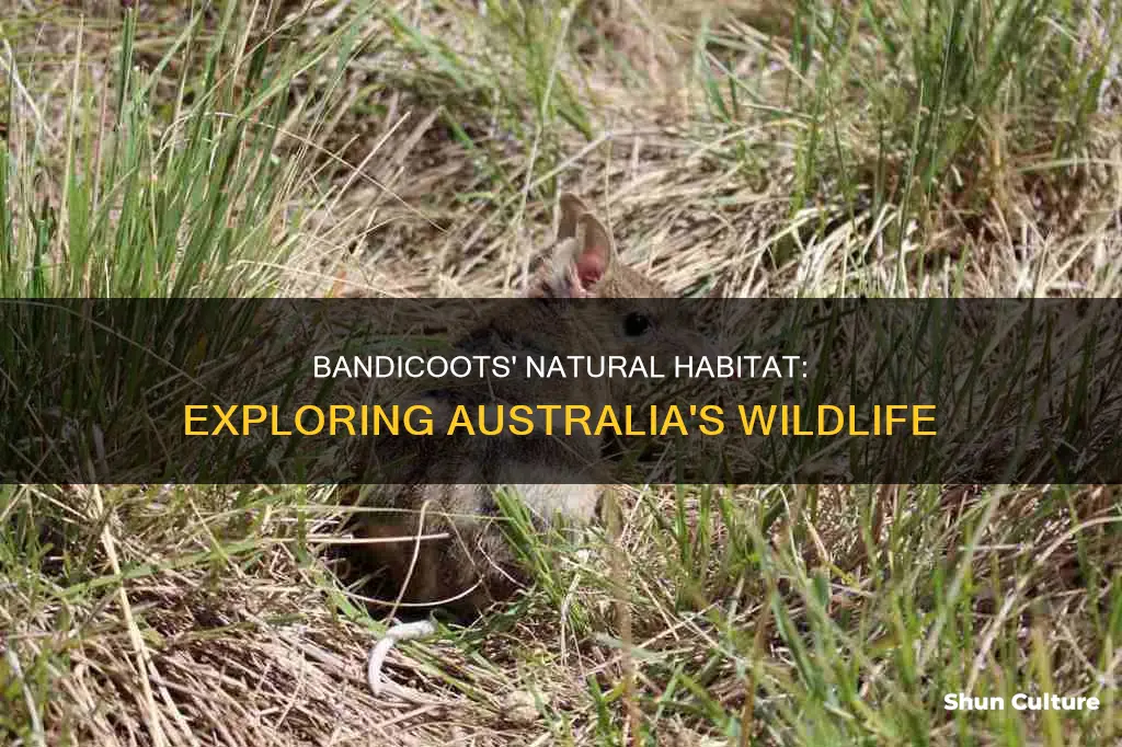where are bandicoots found in australia