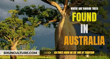 Baobab Trees: Australia's Unique Natural Wonder