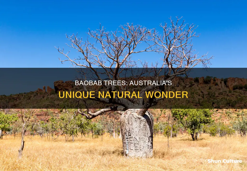 where are baobab trees found in australia