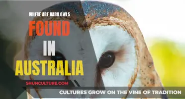 Barn Owls in Australia: Regions and Habitats Explored