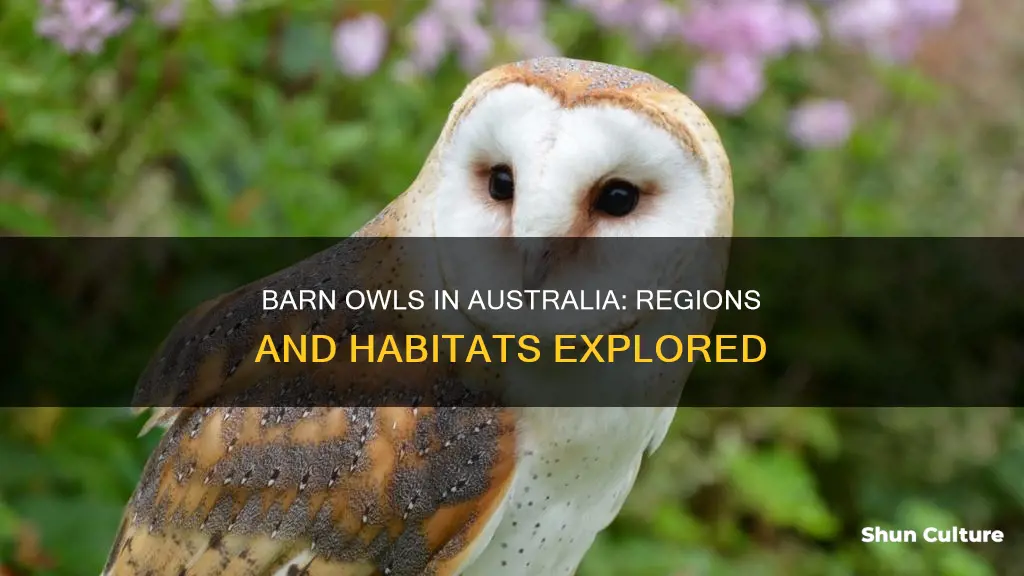 where are barn owls found in australia