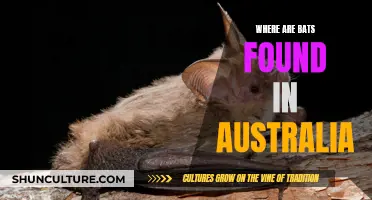 Bats in Australia: Regions and Habitats Explored