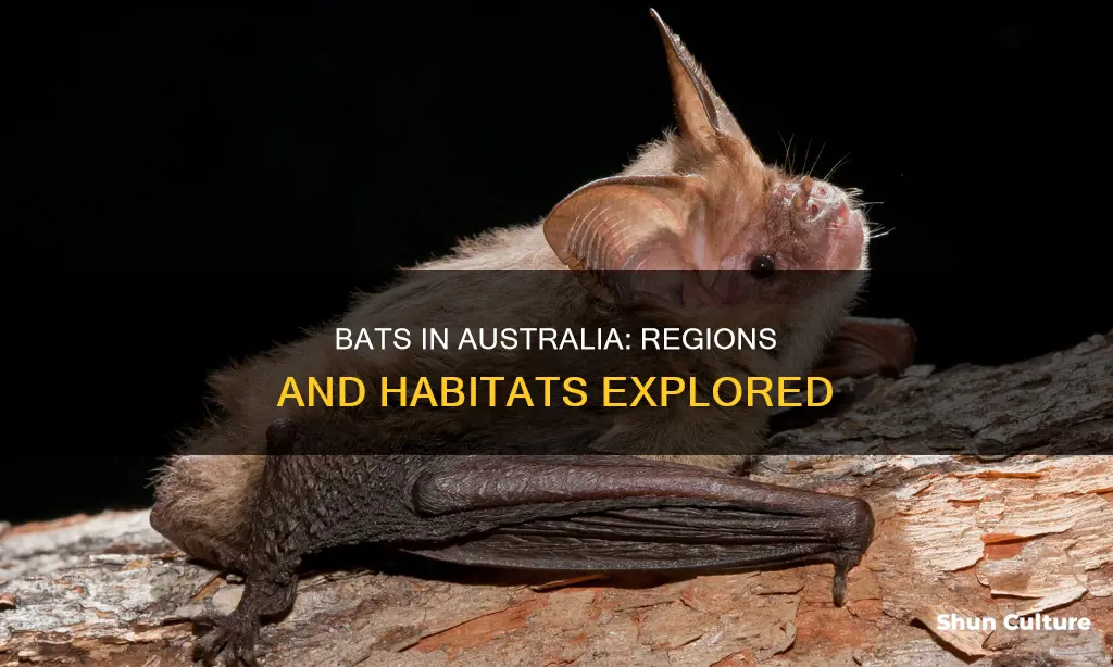 where are bats found in australia