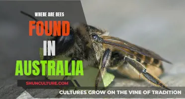 Bees in Australia: Their Natural Habitats and Locations