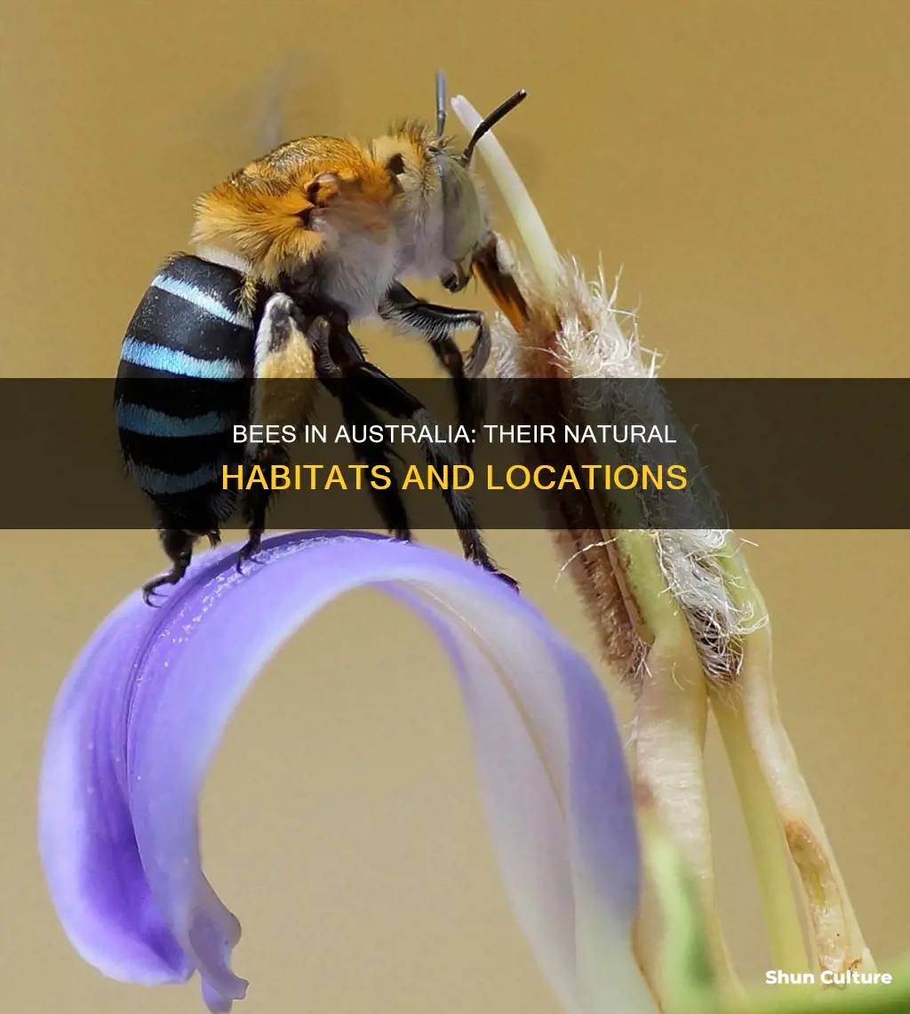 where are bees found in australia