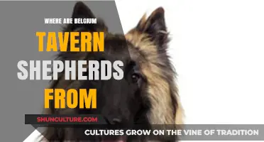 Unraveling the Origins of Belgium's Tavern Shepherds: A Historical Journey